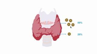 Understanding thryroid hormone production