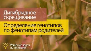 Дигибридное скрещивание 3:   определение генотипов родителей и потомков по известным фенотипам