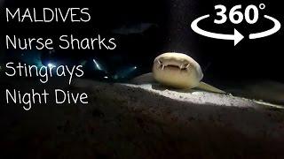 [360 VR] Nurse Shark, Stingray Night Dive in Maldives