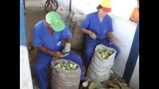 Cactus chopped manually for livestock feeding