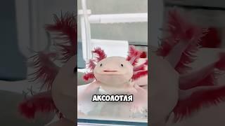 Нашел эту странную рыбку и спас  #милыеживотные #животные