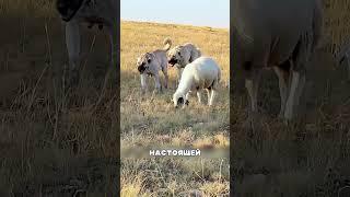 Алабай против СЕВЕРНЫХ волков