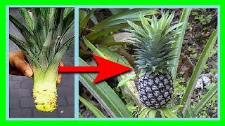 How to Grow Pineapple Fast at Home | Growing Pineapples in Pots