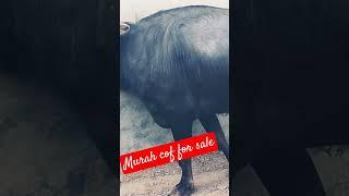 college ki ladkiyo #murrah = 9813331811 Karamveer breeding farm
