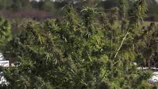 UGA Already Working on Hemp Research