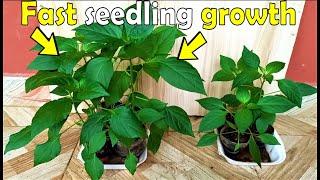 A simple trick to grow healthy Pepper seedlings fast || Your chilies will thank you for this