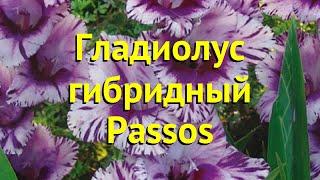 Гладиолус гибридный Пассос. Краткий обзор, описание характеристик, где купить луковицы Passos