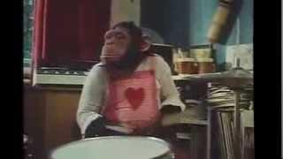 Alice the Chimp's Drum Break