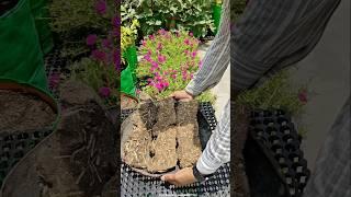 3 best things I have for my plants  #gardeningaasaanhai #gardening #plants #ytshorts