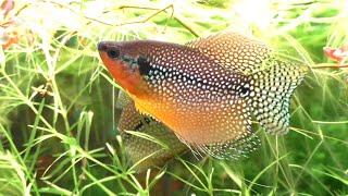 A Mysterious Breeding Behavior In The Pearl Gourami