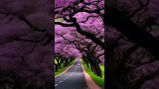 Beautiful Nature G 55 #relax #naturalrelaxation381 #nature #nature7 #scenery