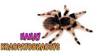 НАНДУ КОЛОРАТОВИЛОСУС Nhandu Coloratovillosus