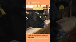 Kenapa Daging Wagyu Mahal ??#shorts #shortvideo #shortsyoutube #wagyu #fyp #fypシ #fypyoutube