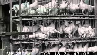 Poultry - A Billion Dollar Industry, 1930s