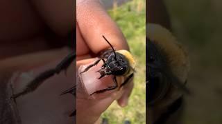 Caught this adorable little Eastern Carpenter Bee!  #beekeeping #insect #insects #tarantula #bees