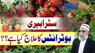 How to control Botrytis disease of Strawberry || Crop Reformer