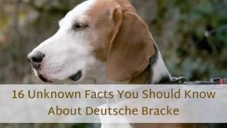 16 Things You Probably Didn't Know About Deutsche Bracke