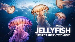 Jellyfish: Nature's Ancient Wonders | Wild Wonders TV