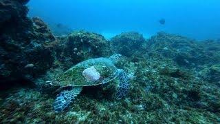 Drift Diving Aliwal Shoal, South Africa