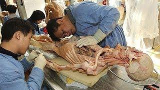 Explorer Human Body Anatomy and Medicine