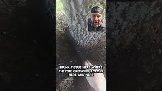 Did You Know These Roots Could "Unalive" Your #Tree?  ISA Master #arborist Explains Girdling Roots
