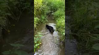 Exploring the creek #stopeminentdomain #stopmprp