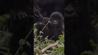 Baby mountain gorilla!