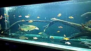 20 inch armatus payara feeding