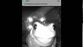 impostor frog.mp4