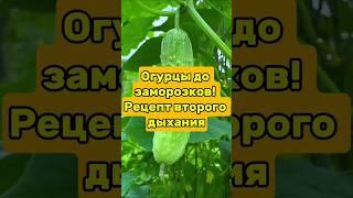 Продли урожай огурцов до осени — проверено!