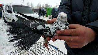 Часть 3 Ярмарка голубей и декоративных птиц Харьков 02.02.2019