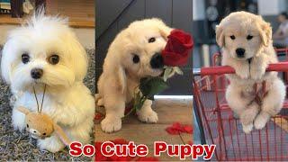 #Romantic Rose #Dog dp for whatsapp| #beautiful puppy image/wallpaper| # Dog dp pic| #dog dpz