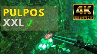  PESCA SUBMARINA   PULPOS XXL RÍAS BAIXAS