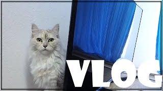 Katzen rasieren | Balui VLog (07/09/18)