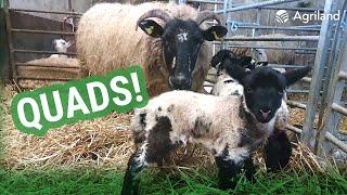 Quads and quintuplets born on Mayo sheep farm