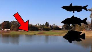 This Is Why You Should Fish Golf Course Ponds...