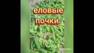 Еловые почки, собираем в мае..