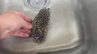 Otsego hedgehog baby