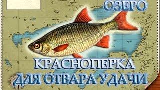 Краснопёрка для отвара удачи. Русская рыбалка 3.99