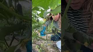 Огурцы нужно срочно собирать #garden #жизньзагородом #рецепты #огород #shorts