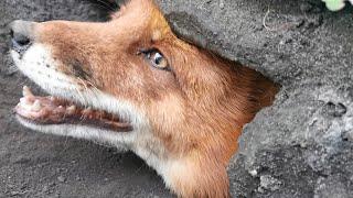 Third line of the fox SUBWAY has opened