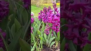 Hyacinth Woodstock is one of the early signs of spring