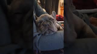 snoring frenchie