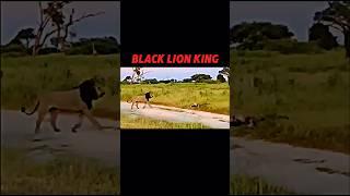 The Lion King Has Arrived ️ #trending #animals #wildlife #shorts #youtube #lion #hyena #lionking