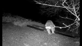 Mountain Lion in backyard -- San Mateo, California, Jan 9, 2021