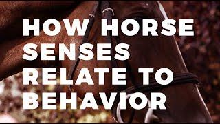 The Secret Behind Horse Senses