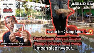 Racikan Umpan Ikan Mas Djempol Pelangi Amis Gurih || Aceng mancing chanel