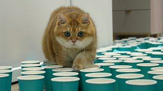 Funny Cat Paper Cup Challenge!