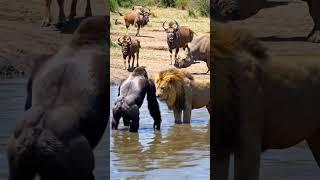  Lion vs Gorilla  | He Thought It Was Easy… But Nature Had Other Plans! #shorts #animals
