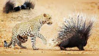 Porcupine parents save their babies from leopard attack.